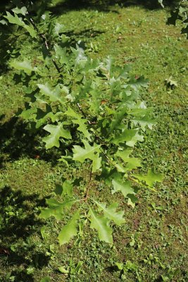 Quercus mauri - dub mauryův - listy2